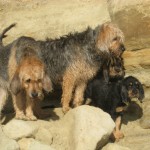 Day 80 - Pack on the Rock:  Leeloo, Mamba, Ozzy & Scarlett