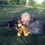 Day 58 (Sharing a Toy with Bella)