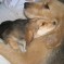 Photo: Puppies 2007 – Starr Napping with a Puppy Week 7