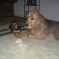 Photo: Puppies 2007 – Star with a Puppy Week 7