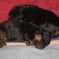 Photos:  Puppies 2010 – The Boys (Day 4)