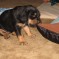 Photos: Puppies 2010 – Scarlett (Day 24)