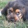Photos:  Puppies 2010 – Ozzy (Day 37)