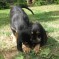 Photos:  Puppies 2010 – Scarlett & Wilson – Who’s Stick is it Anyway?  (Day 51)