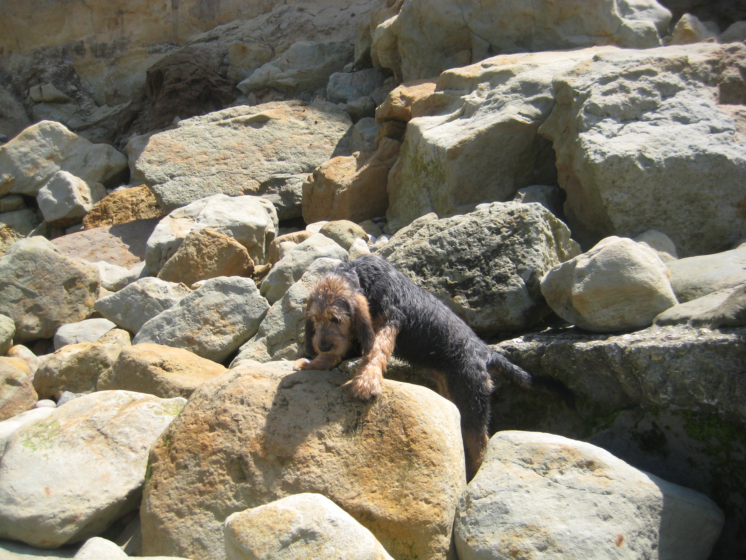 otterhound puppies for sale otterhound puppies otterhound breeders otterhounds for sale breeds picture otterhound puppies for sale otterhound puppies otterhound breeders otterhounds for sale breeds picture
