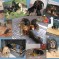 Puppy Love 2012
