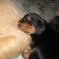 Photos:  Puppies 2012 – Alice Napping (Day 14)