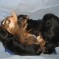 Photos:  Puppies 2012 – In the Basket Again (Day 17)