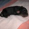 Photos: Puppies 2012 – Day 2 – #4 Puppy Girl
