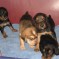 Photos:  Puppies 2012 – More Dogs in the Dog House (Day 24)