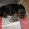 Photos:  Puppies 2012 – #3 Boy (Day 8)