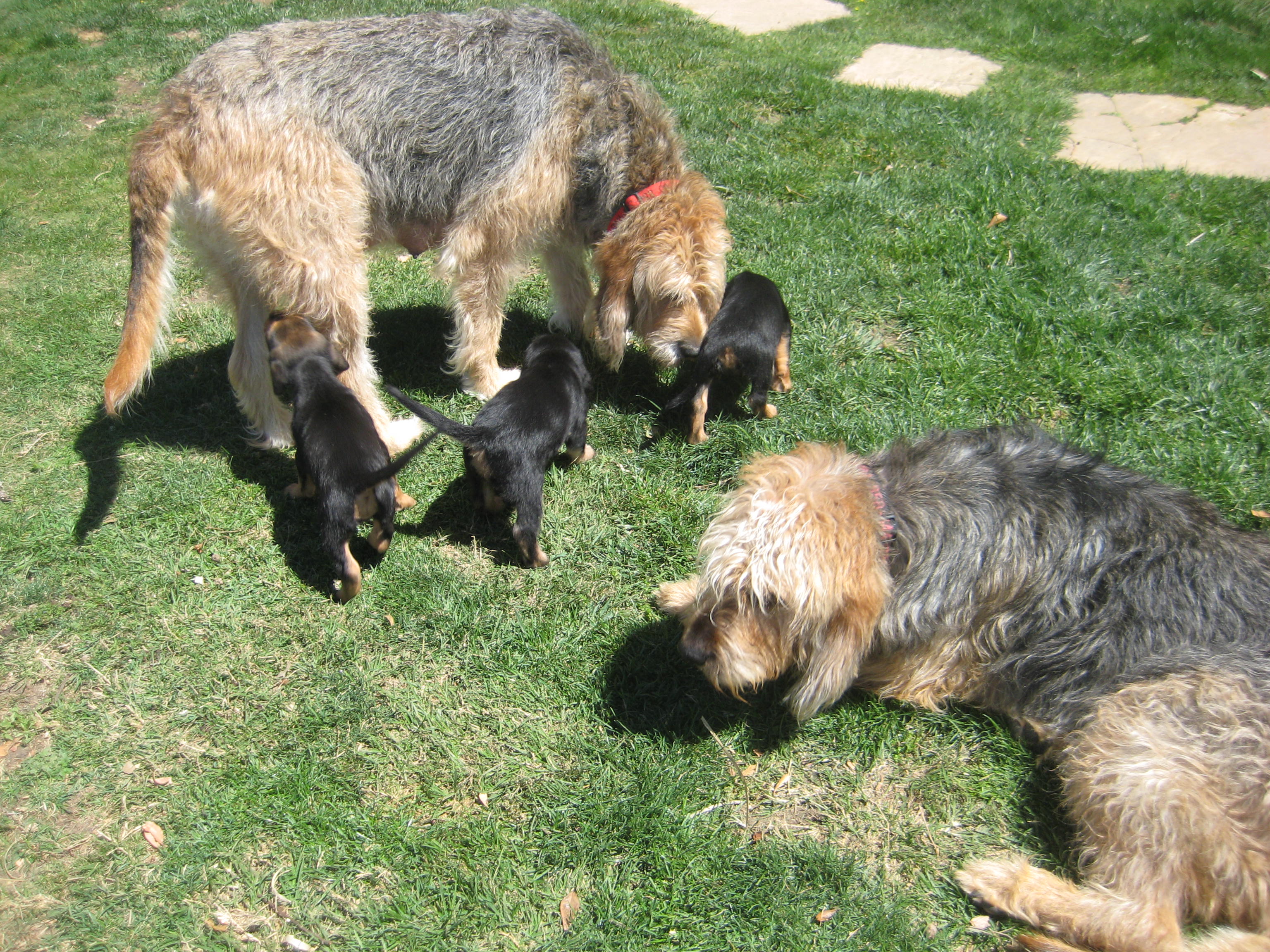 otterhound puppies for sale otterhound puppies for sale the otterhound puppies for sale are if breeds picture otterhound puppies for sale otterhound puppies for sale the otterhound puppies for sale are if breeds picture