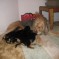 Photos:  Puppies 2012 – Leeloo & Puppies (Day 32)