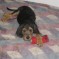 Photos:  Puppies 2012 – Alice (Day 57)