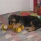 Photos:  Puppies 2012 – Bella (Day 58)