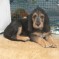 Photos:  Puppies 2012 – Bella (Day 60)