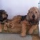 Photos:  Bella & Ozzy (July 2012)