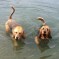 Photos:  Leeloo & Ozzy @ Ventura Beach (July 2012)