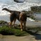 Bella – The Princess
