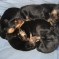 Photos:  Halloween Puppies 2012 – In the Basket (Day 15)
