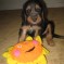 Photos:  Halloween Puppies 2012 – Red John (Day 29)