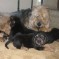 Photos:  Halloween Puppies 2012 – Phoebe, Mamba & Puppies (Day 34)