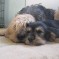 Photos:  Halloween Puppies 2012 – Mamba & Buffy (Day 63)