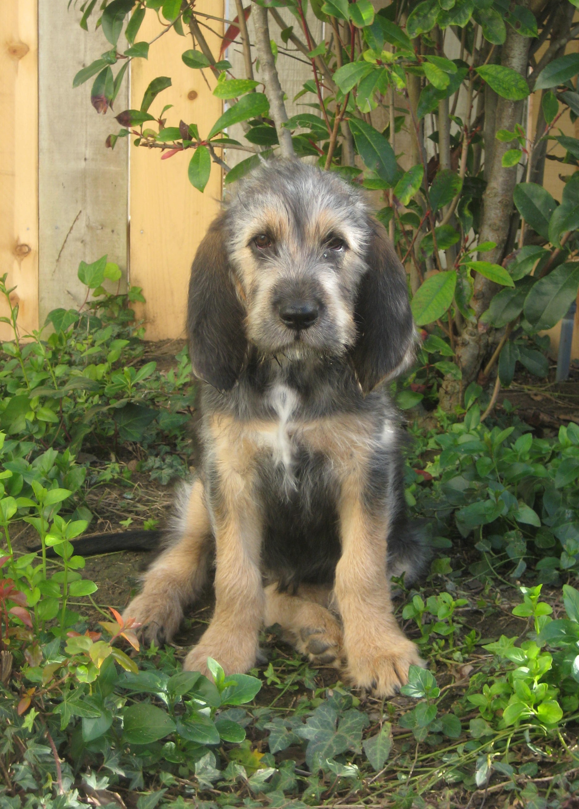 otterhound puppies puppies 2012 blue otterhounds otterhound puppies puppies 2012 blue otterhounds