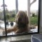 Blue Fairy Hounds 2013 –  Ozzy in the Window (April 2013)