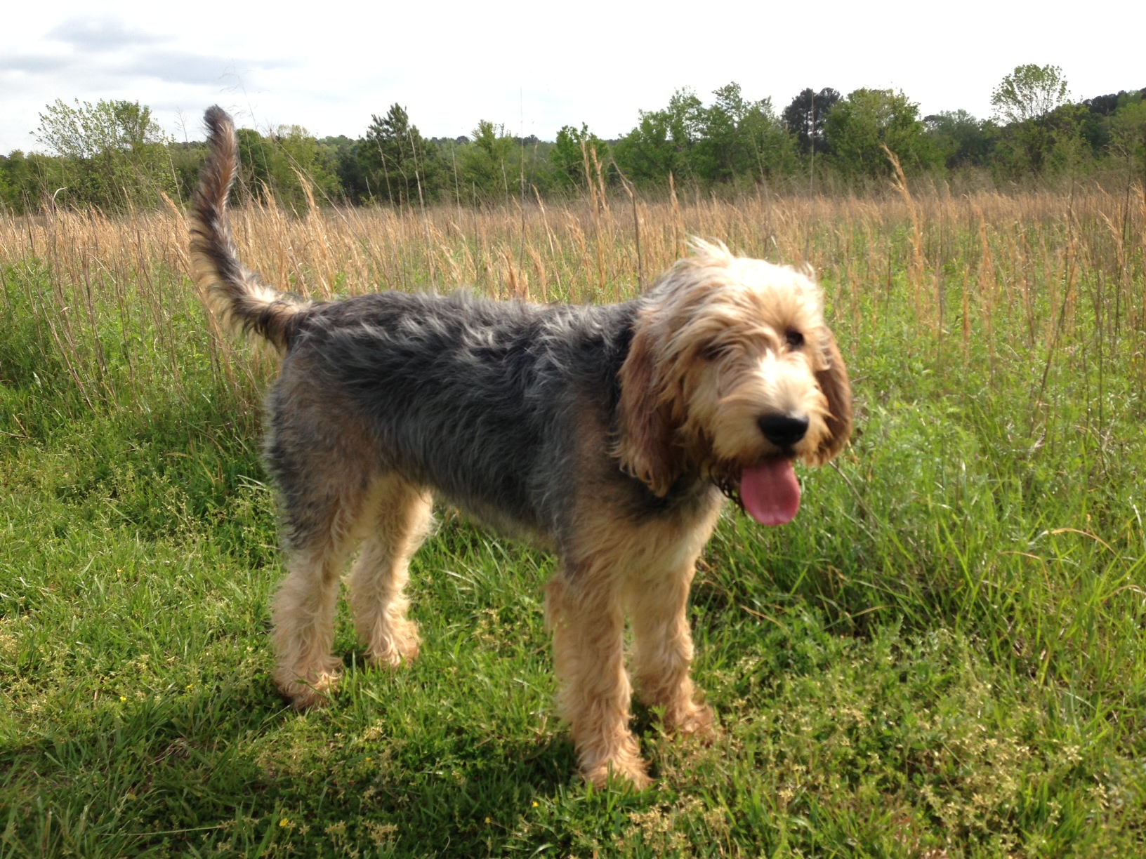 otterhound cross