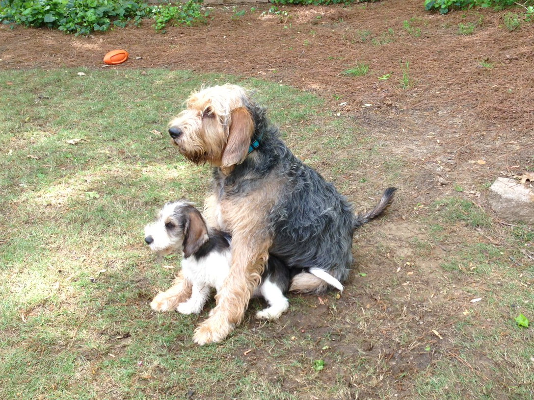 Otter And Dog Pictures Otter And Dog Pictures