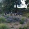 Blue Fairy Hounds 2013 – Bella, Leeloo & Phoebe Tracking (March 2013)