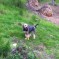 Blue Fairy Hounds 2013 – Phoebe in the Field (March 2013)