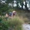 Blue Fairy Hounds 2013 – Leeloo in the Bushes (April 2013)