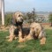 Blue Fairy Hounds 2013 – Phoebe & Mamba (May 2013)
