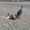 Blue Fairy Hounds 2013 – Bella & Phoebe Rolling in the Sand (May 2013)