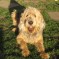 Blue Fairy Hounds 2013 – Ozzy (Jan 2013)