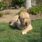 Blue Fairy Hounds 2013 – Leeloo (March 2013)