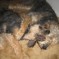 Blue Fairy Hounds 2013 – Bella & Phoebe (May 2013)
