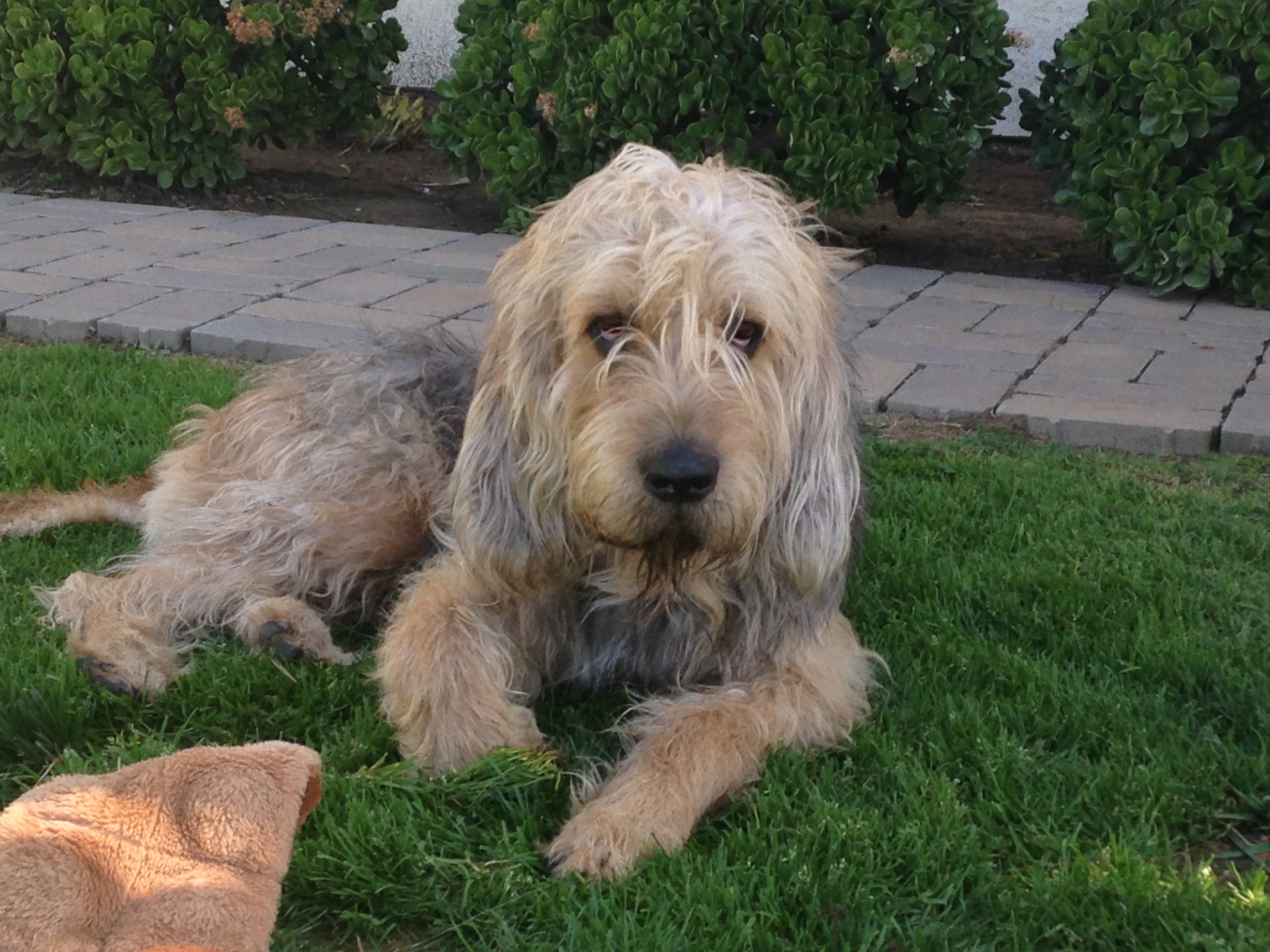 otterhound puppies for sale otterhound puppies otterhound breeders otterhounds for sale breeds picture otterhound puppies for sale otterhound puppies otterhound breeders otterhounds for sale breeds picture