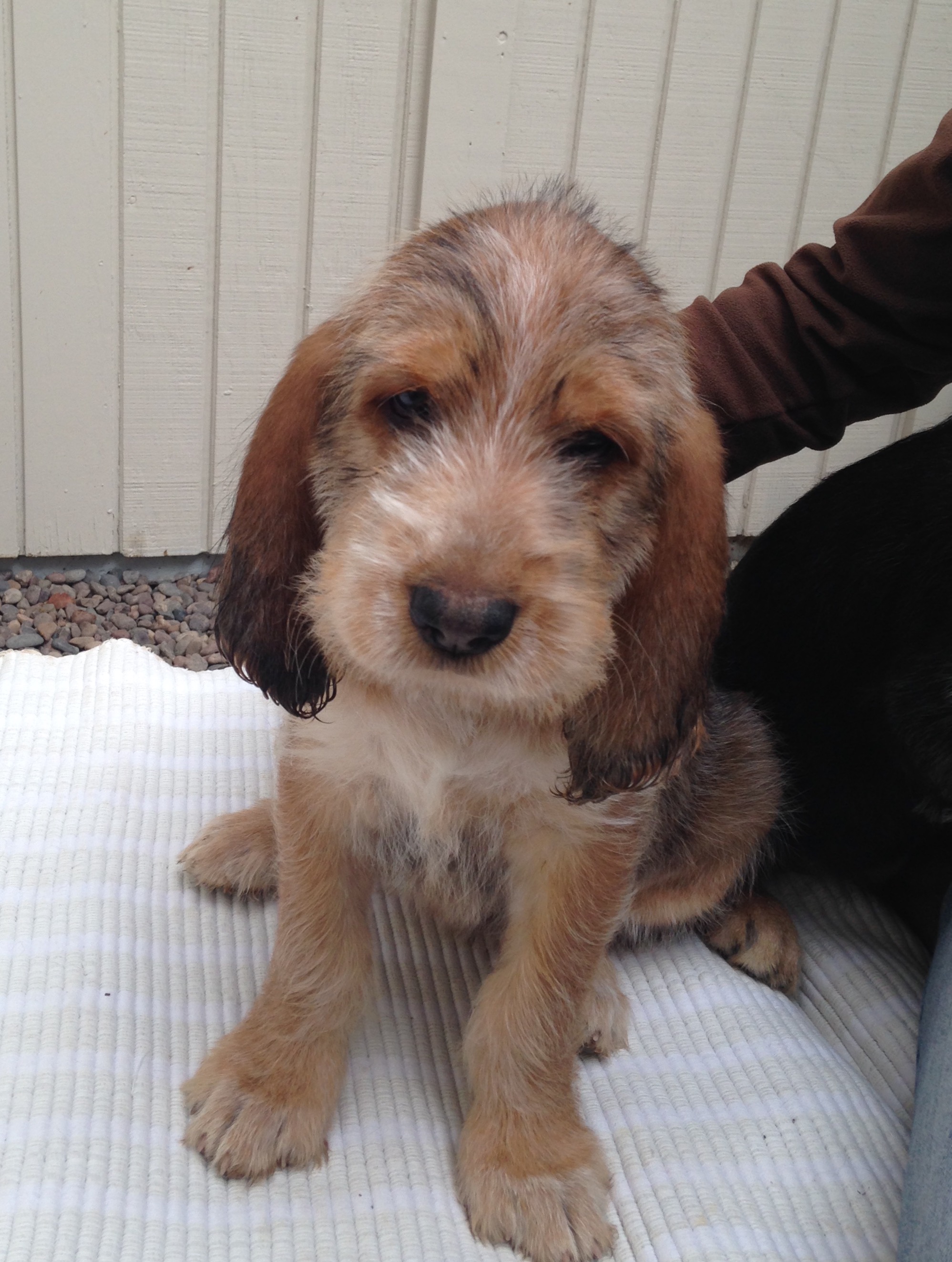 otterhound puppies blue otterhound puppies 2016 day 49 blue otterhounds otterhound puppies blue otterhound puppies 2016 day 49 blue otterhounds