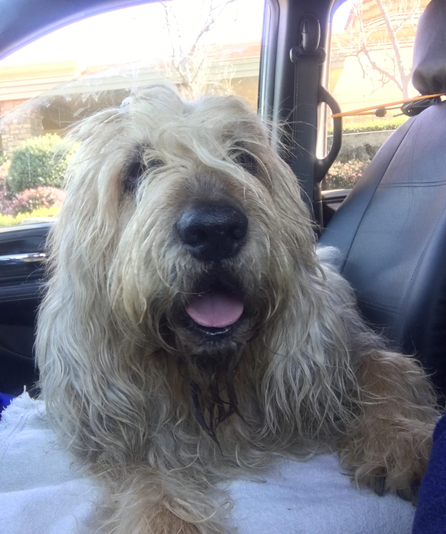 miniature otterhound