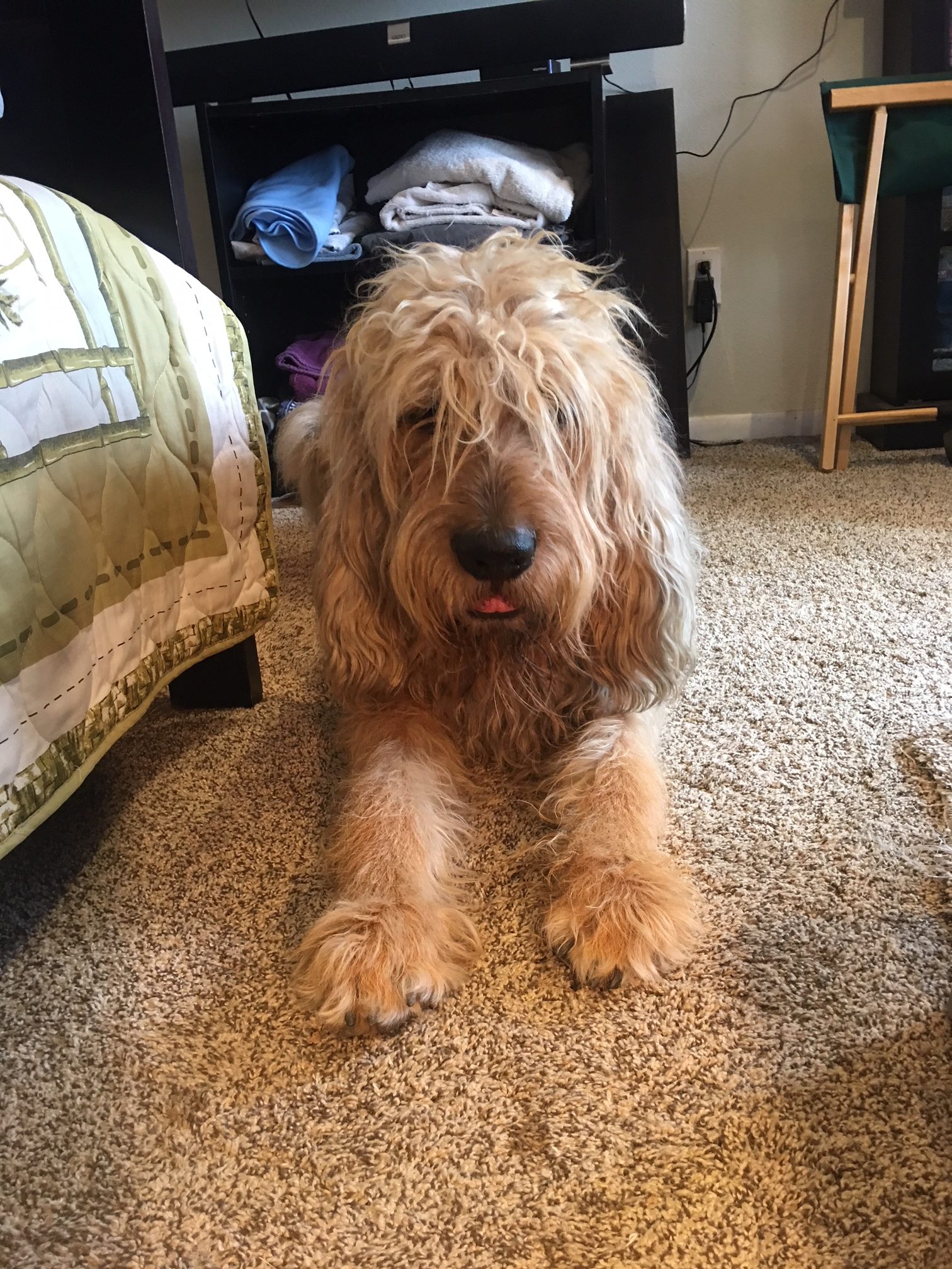 miniature otterhound