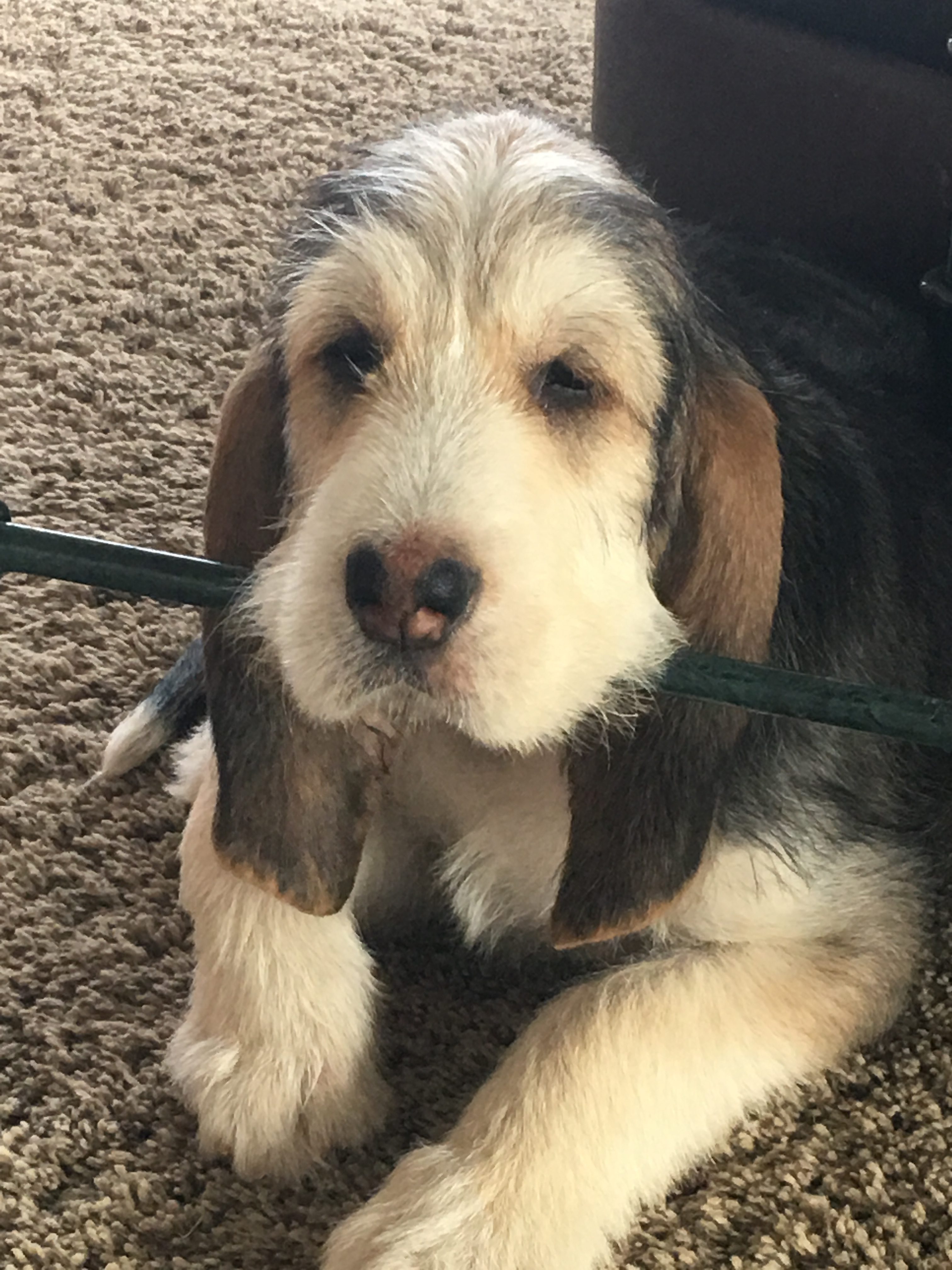 miniature otterhound