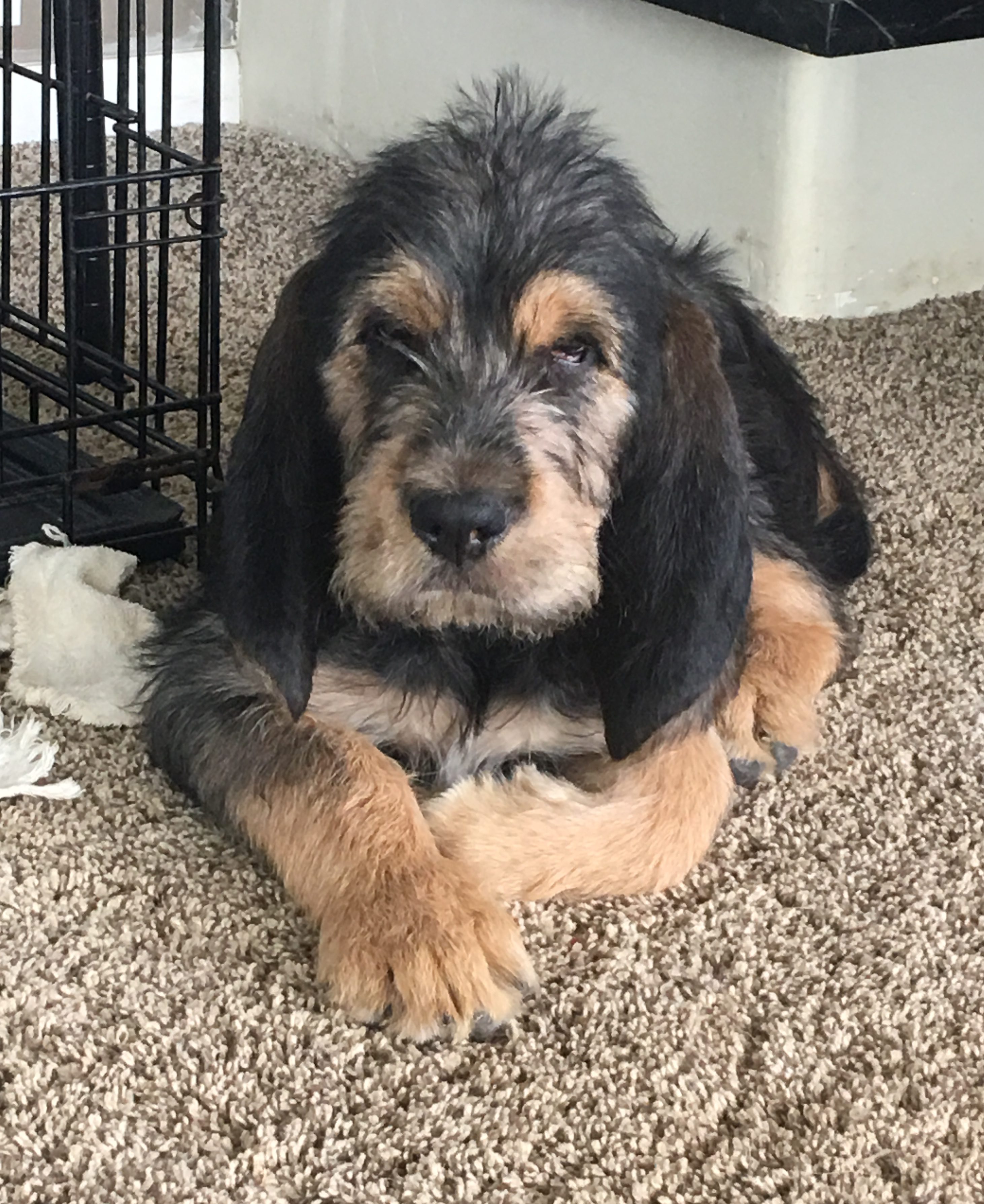 miniature otterhound