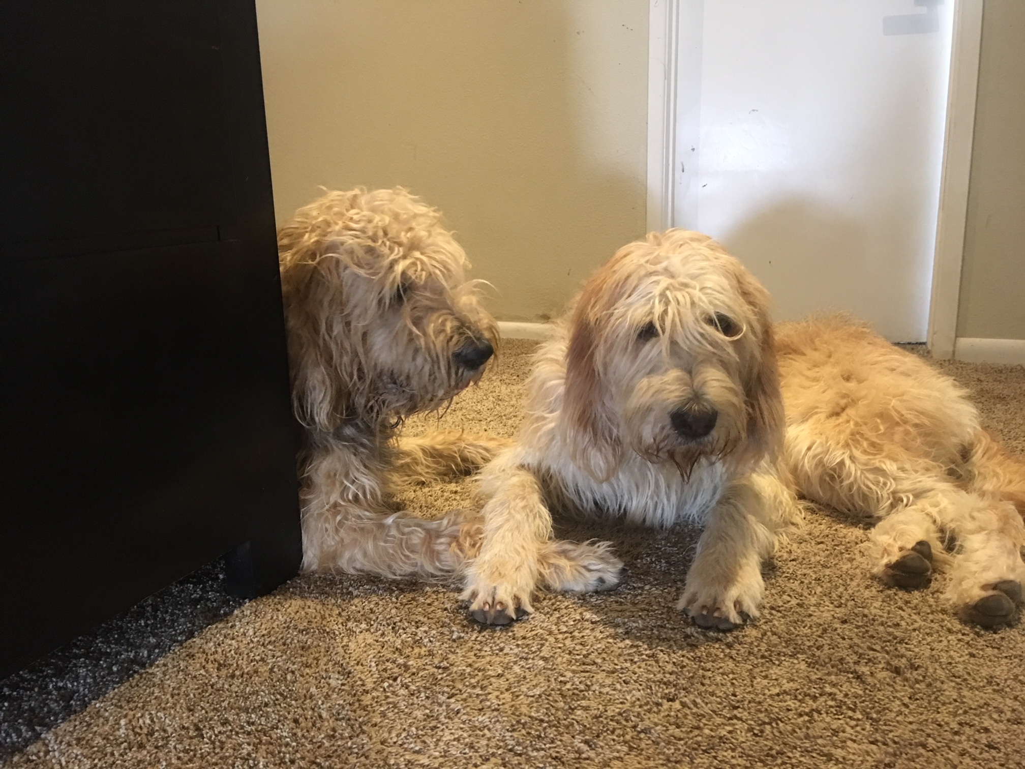 miniature otterhound